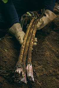 『産直365』(パルシステム